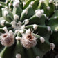 Echinopsis Denudatum